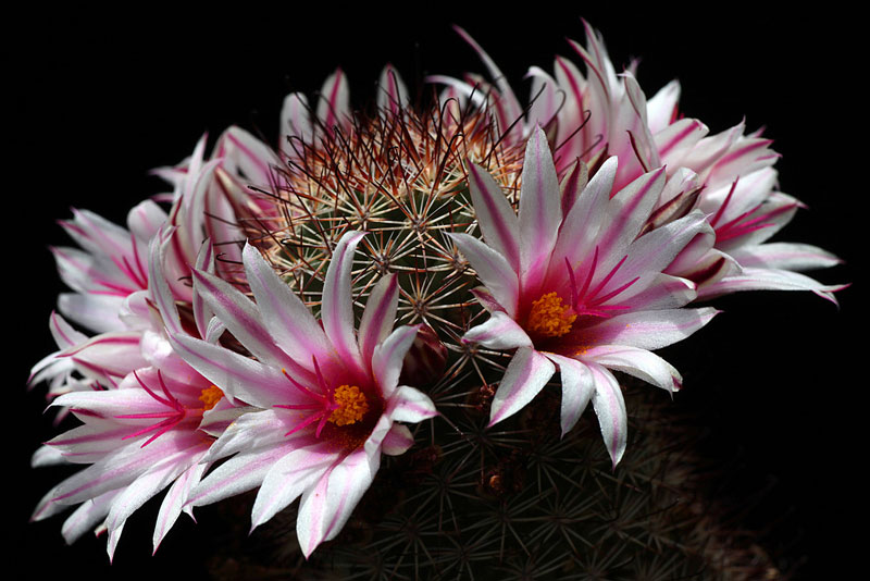 Mammillaria fraileana